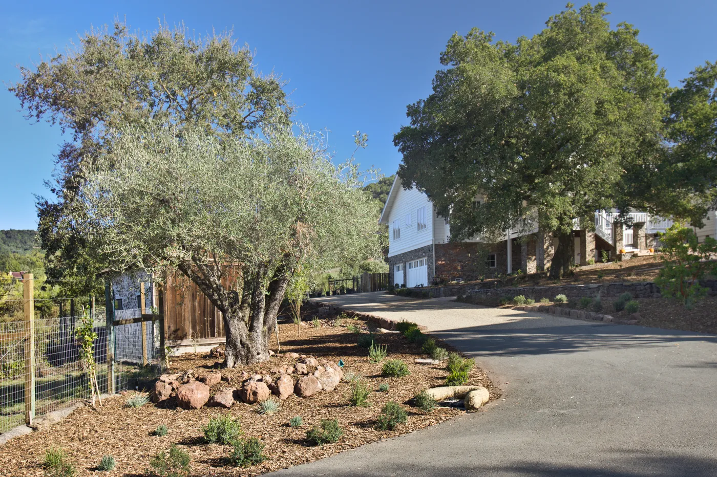 The drive climbing past an olive tree and stone planting beds to the house